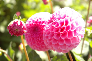 pink dahlia